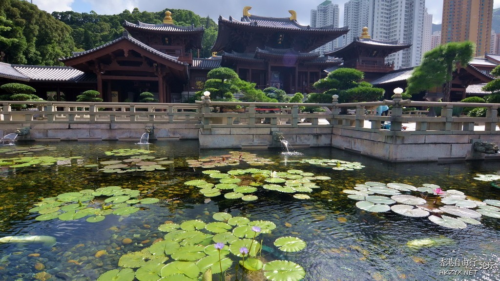 HK夏天賞荷花 5個熱點  休閒好去處 + 投稿站