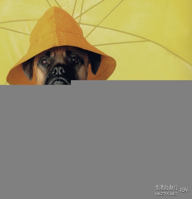  Pets 寵物護理 +紀念堂