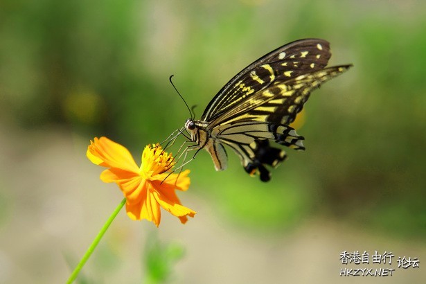 彩色蝴蝶与花朵高清  Flowers花卉