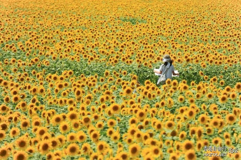   Flowers花卉