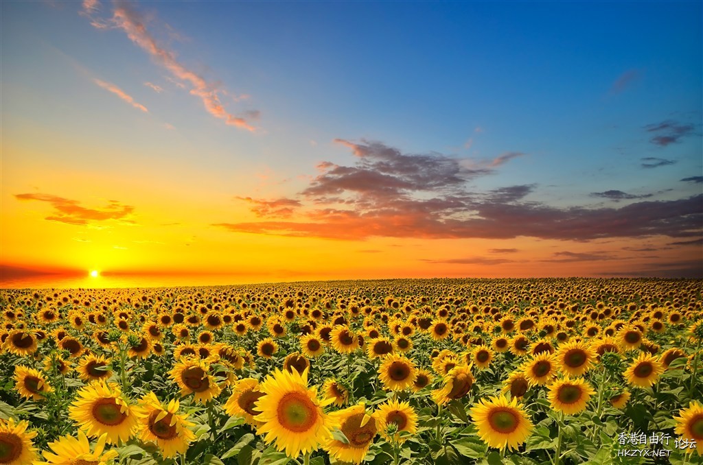   Sunset 夕陽