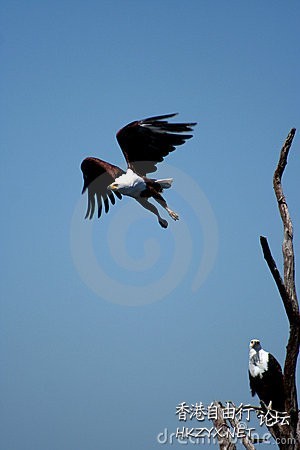   Birds 飛烏