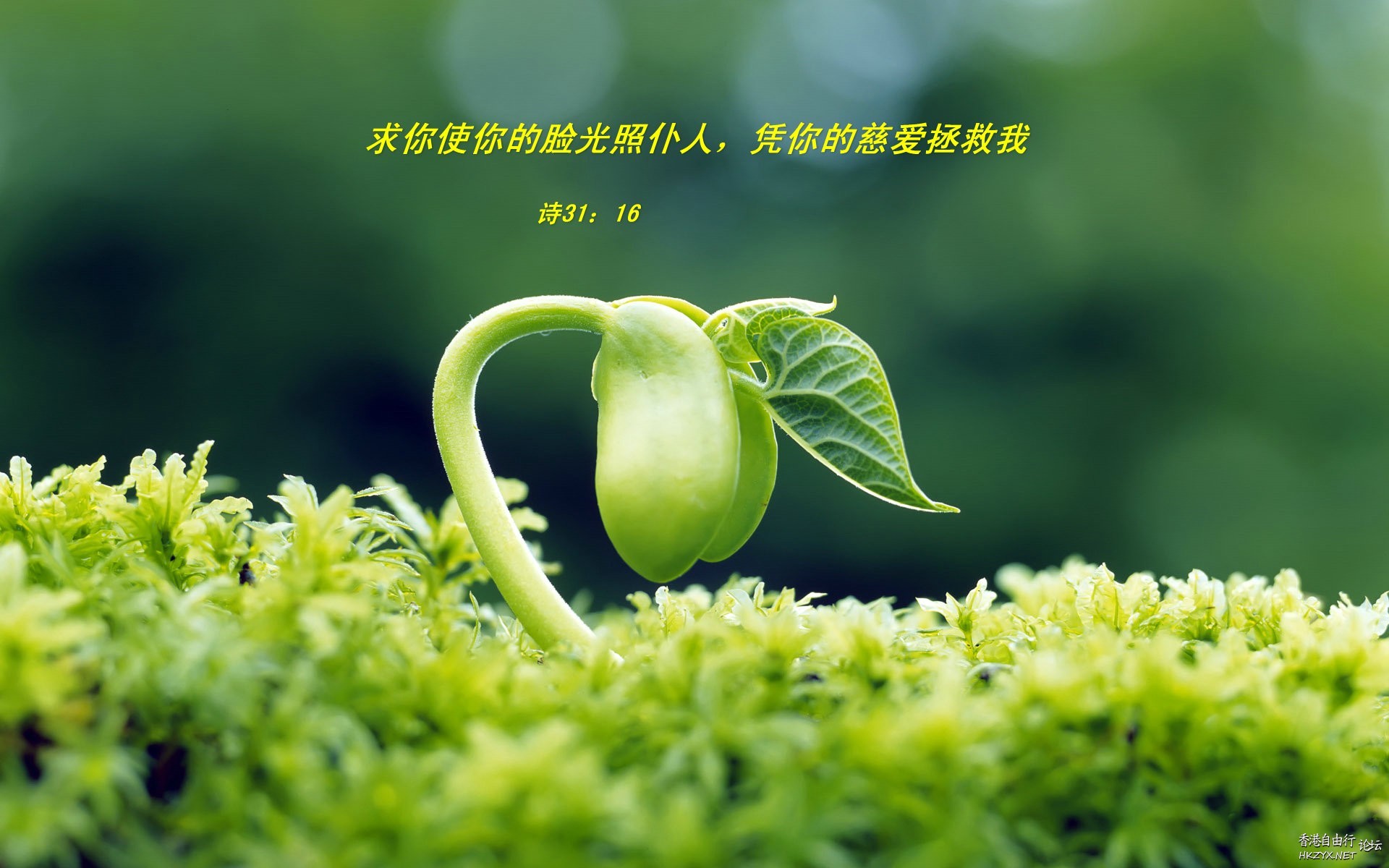 聖经壁纸  基督教