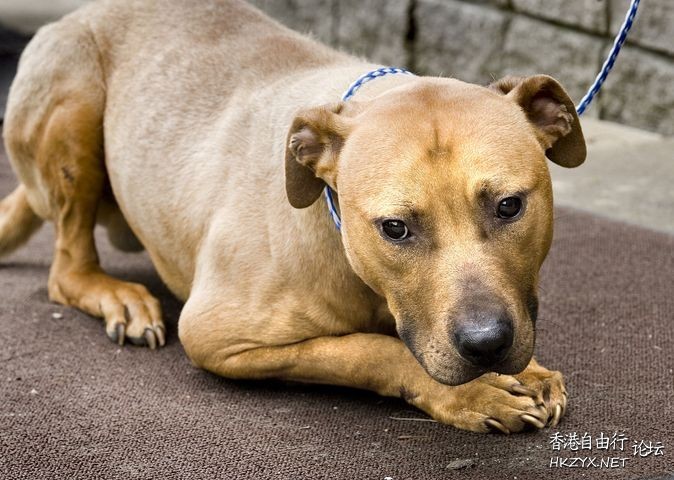犬的疾病防治措施:  寵物護理
