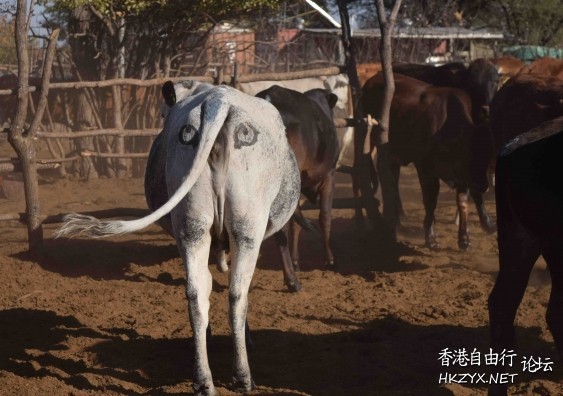 牛屁股畫眼睛 防獅子攻擊  世界奇闻