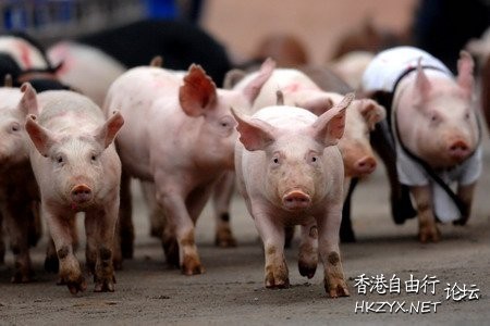 Cat : 你再繼續食，我死梗  解悶園地