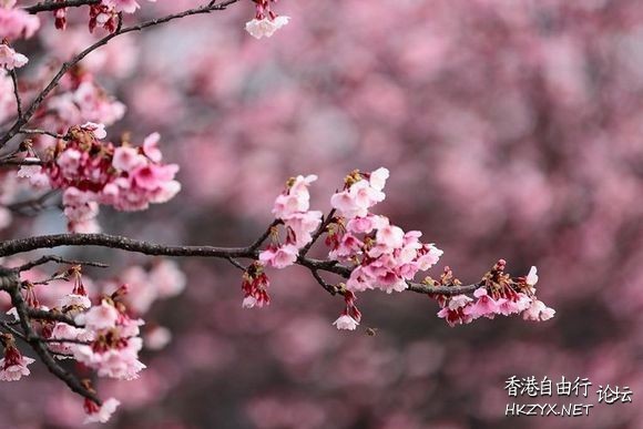   貼上 精華分享