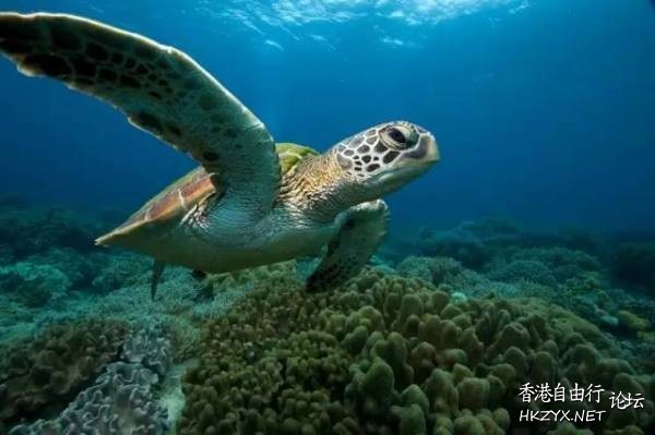   海洋生態