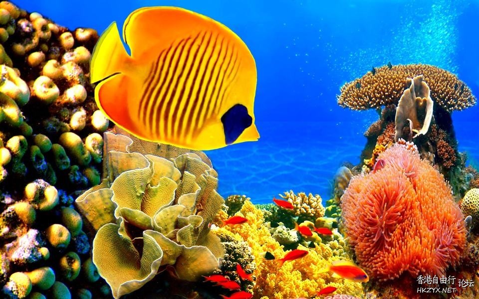   海洋生態