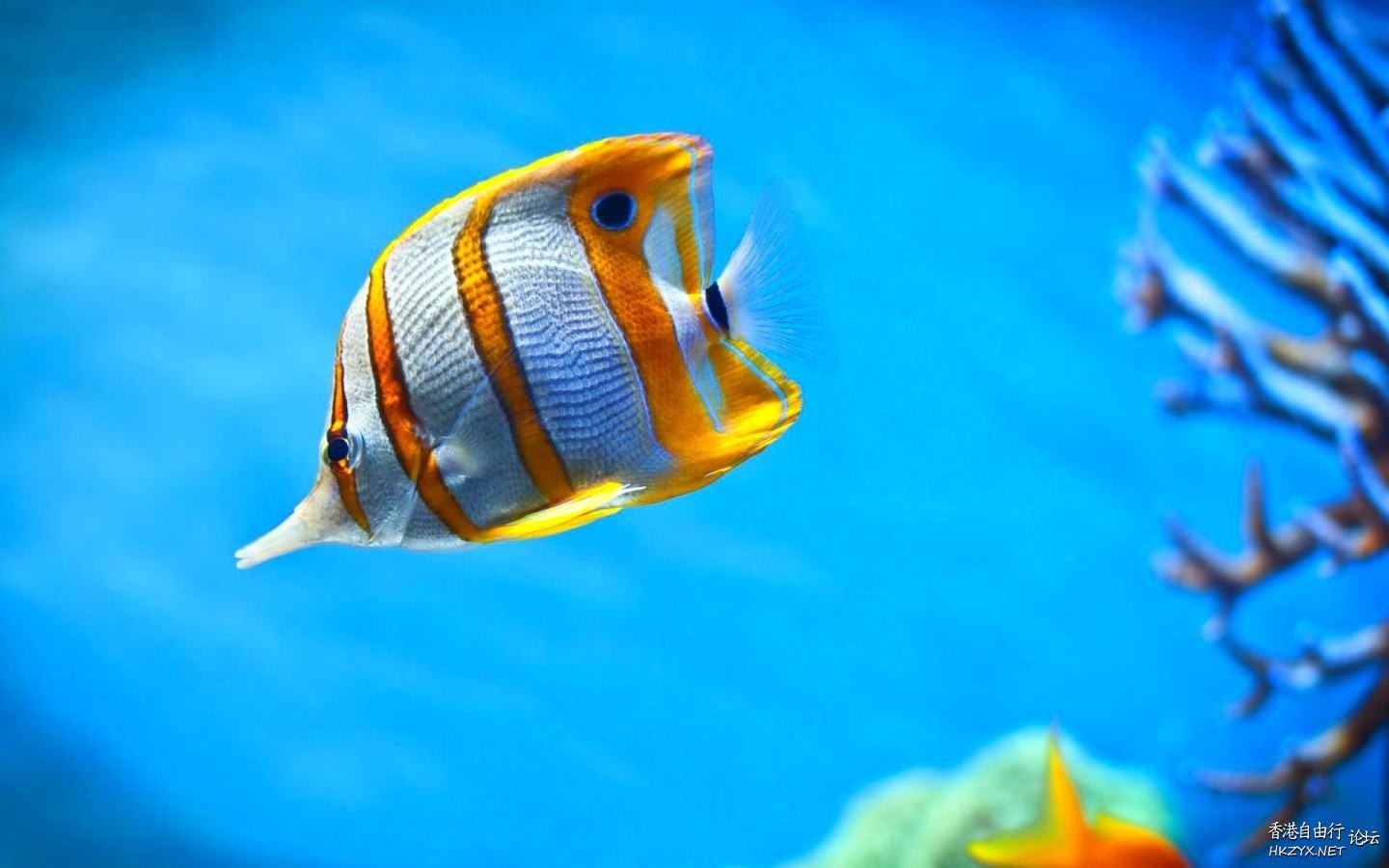   海洋生態