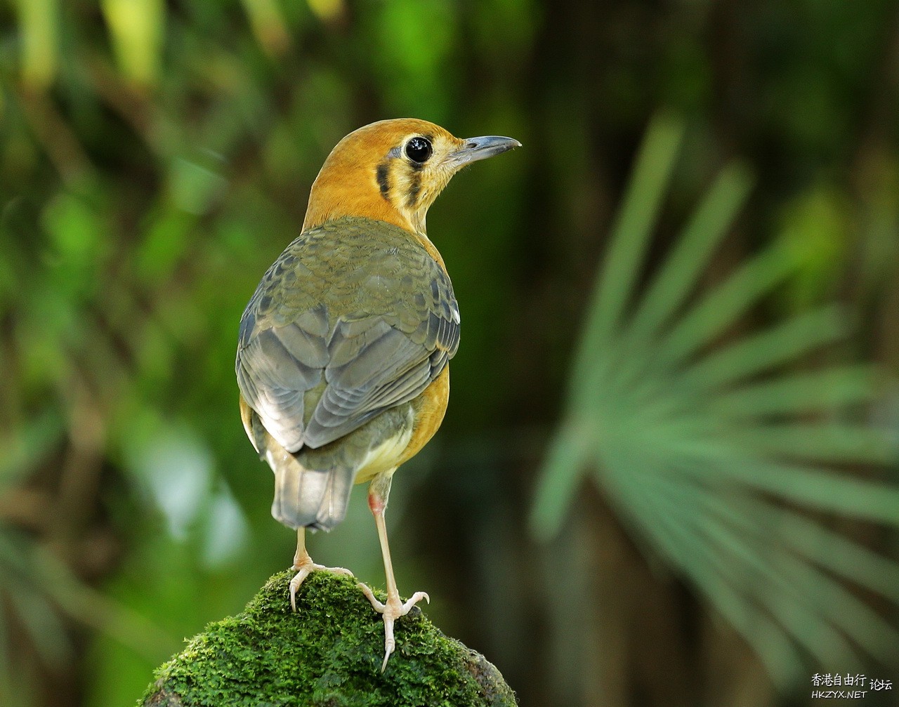   Birds 飛烏