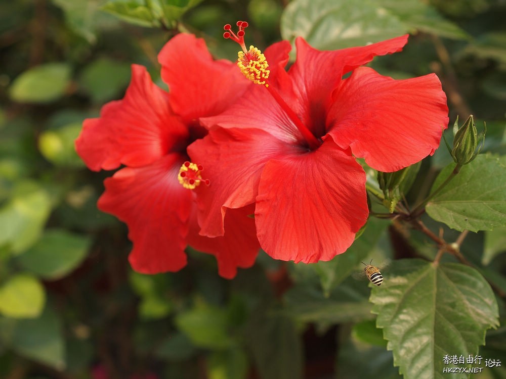 夏日影花分享  Flowers花卉
