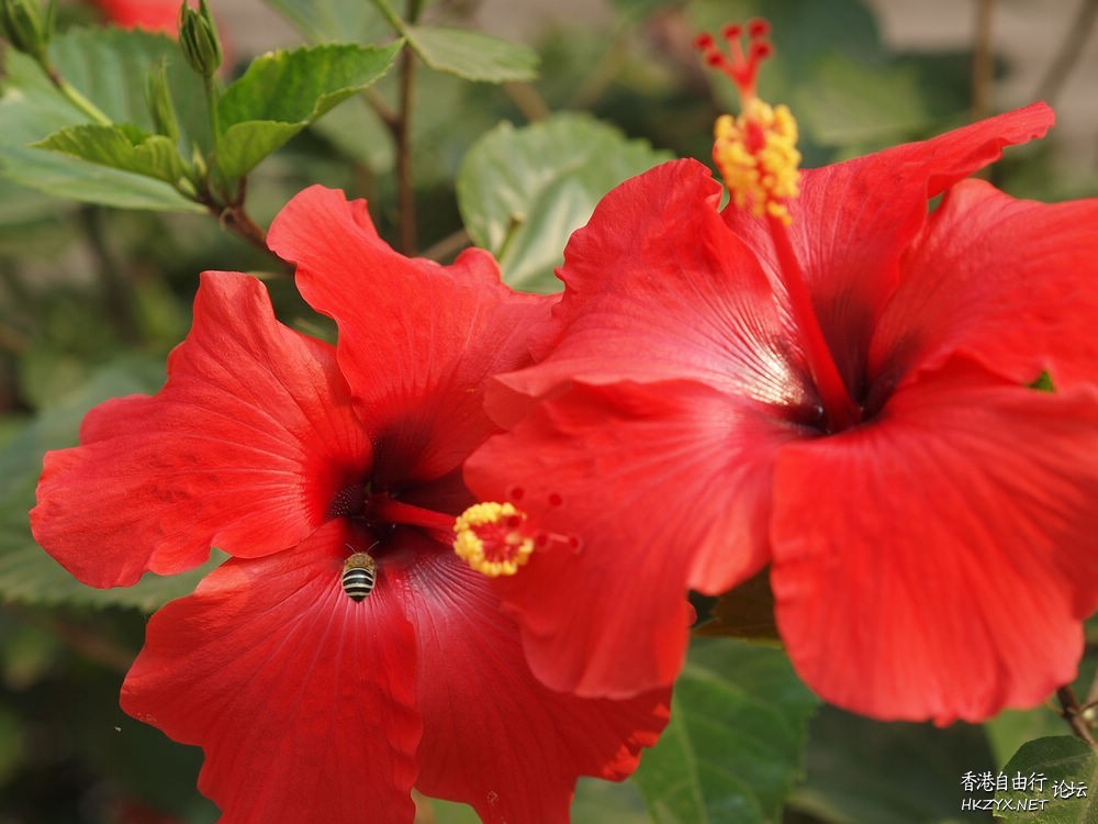 夏日影花分享  Flowers花卉