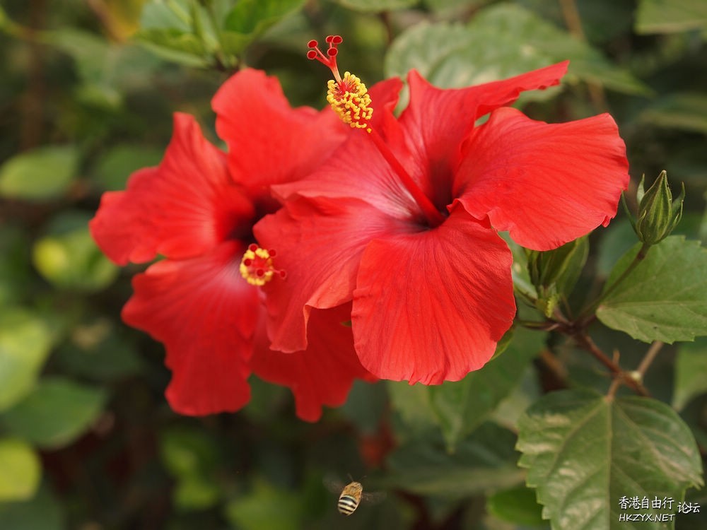 夏日影花分享  Flowers花卉