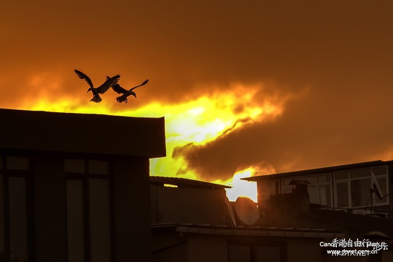 海鸥莫跑 啦！  Birds 飛烏