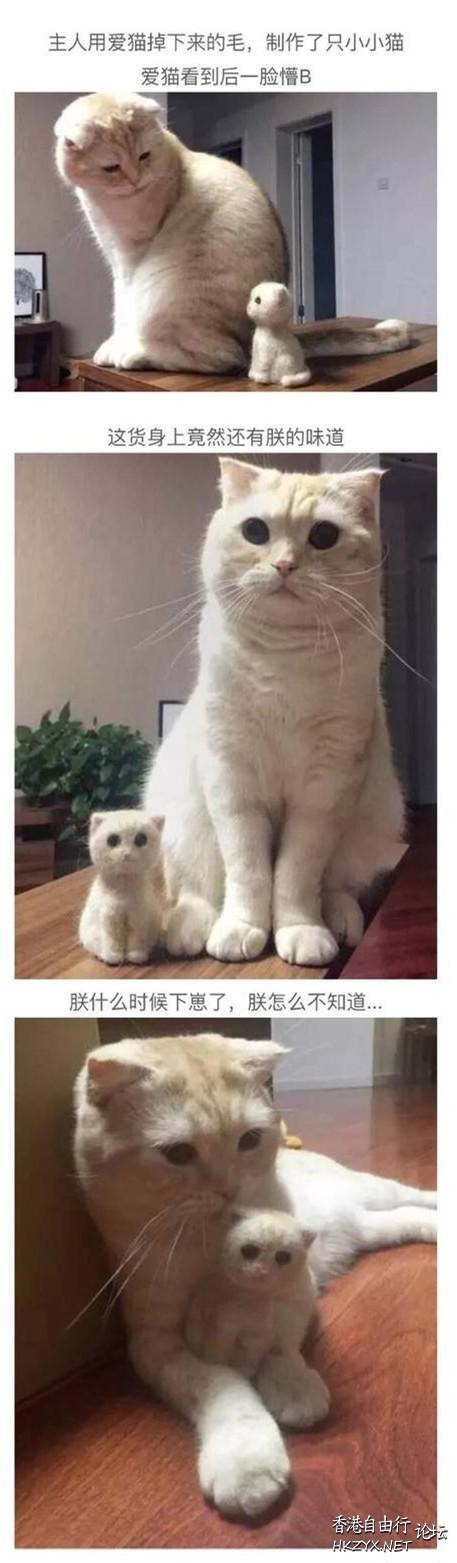   Pets 寵物護理 +紀念堂