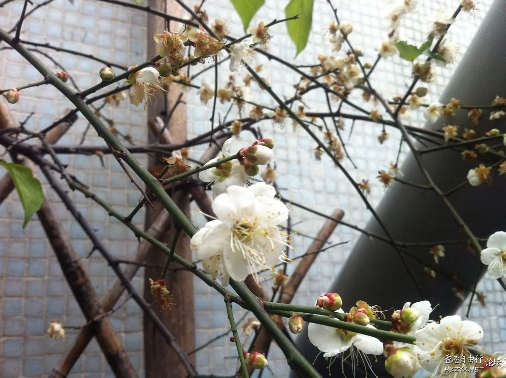 大埔農墟一月白梅花  休閒好去處 + 投稿站
