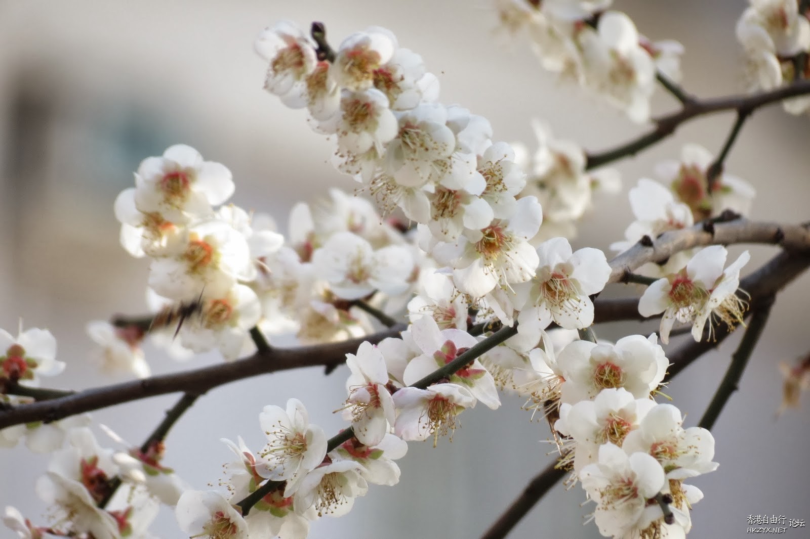 大埔農墟一月白梅花  休閒好去處 + 投稿站
