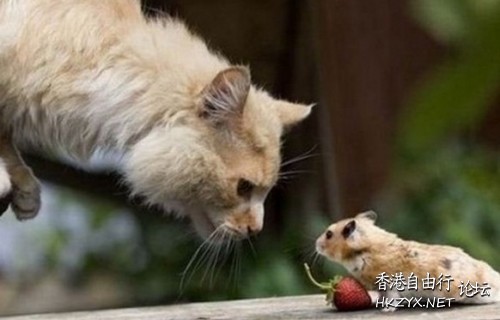 Cat : 你再繼續食，我死梗  解悶園地