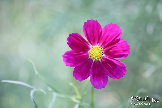   Flowers花卉