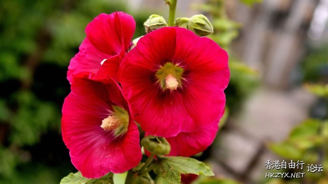   Flowers花卉