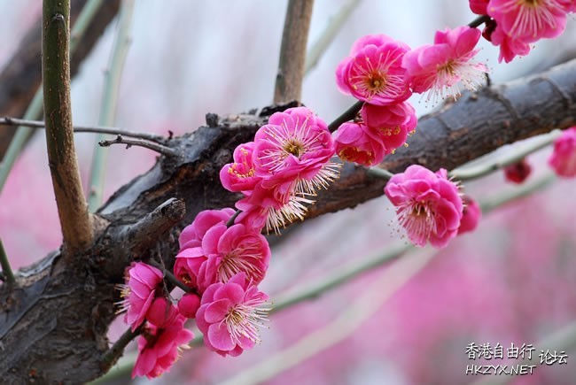   Flowers花卉