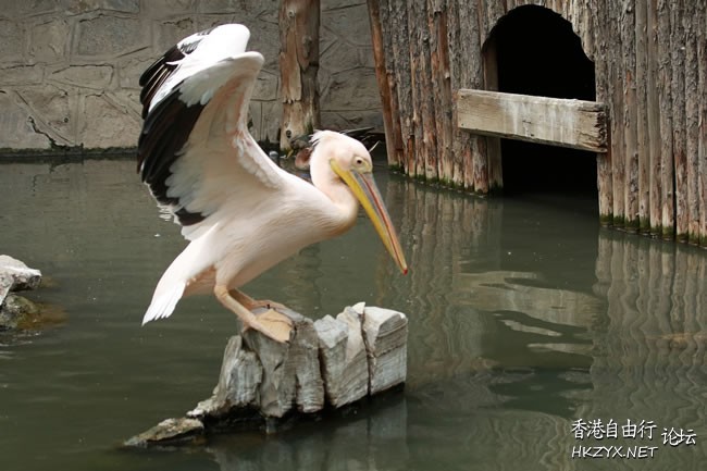 鳥的美態带来了生氣  Birds 飛烏