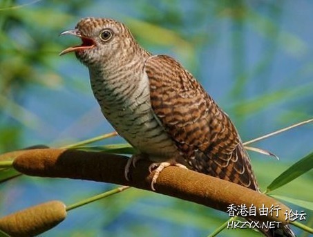 你聽過布穀鳥叫嗎？-笑  解悶園地
