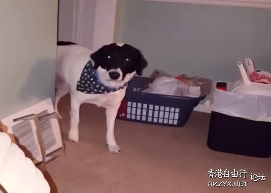 狗狗做錯事一臉心虛  Pets 寵物護理 +紀念堂