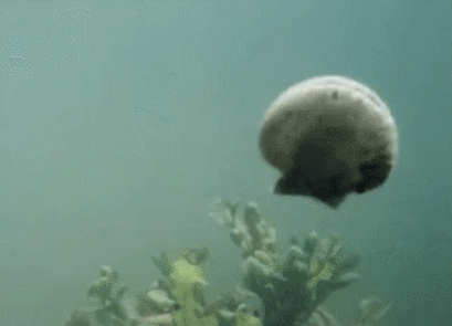   海洋生態