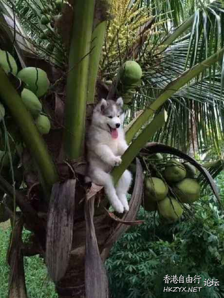   Pets 寵物護理 +紀念堂