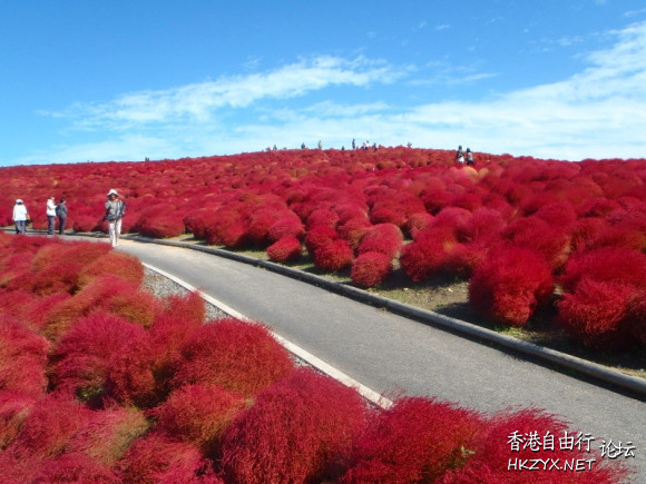 日本茨城賞紅葉  World Travel 世界旅遊