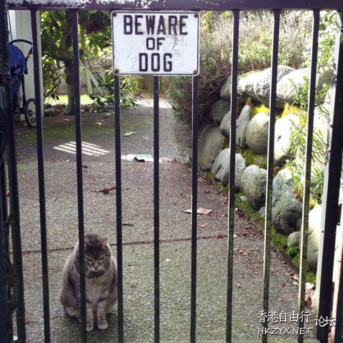 忠犬打開收容所門  Pets 寵物護理 +紀念堂