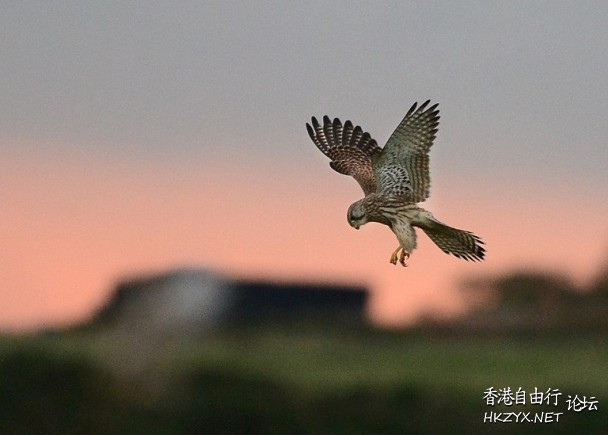 鳥的美態带来了生氣  Birds 飛烏