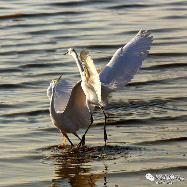   Birds 飛烏