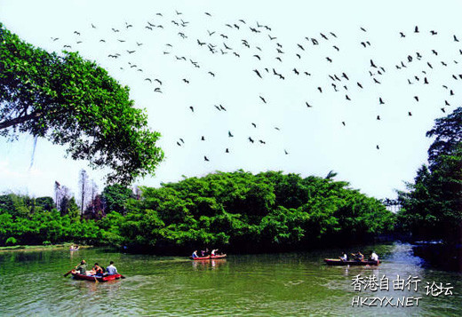   Birds 飛烏