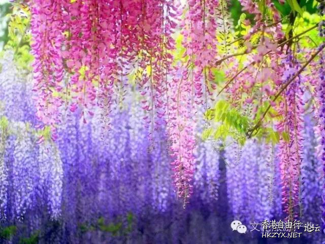   Flowers花卉