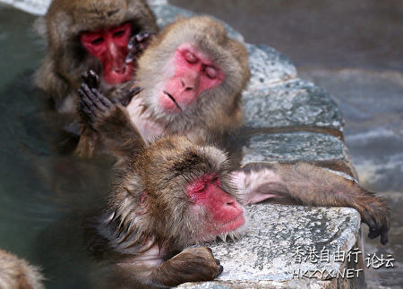 動物奇趣精選  Ecology 生態留影