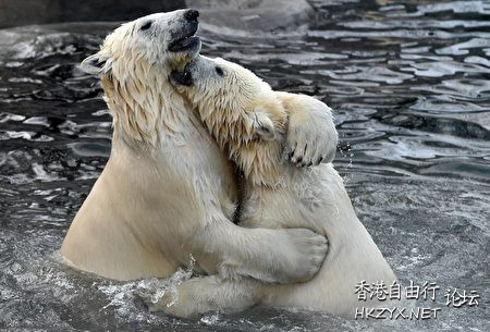 動物奇趣精選  Ecology 生態留影