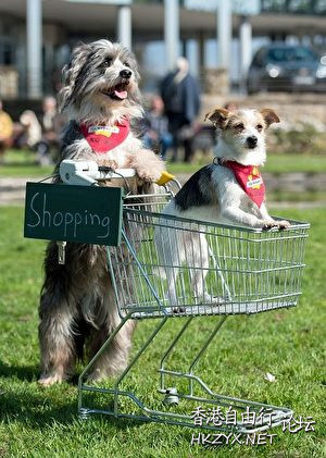   Pets 寵物護理 +紀念堂