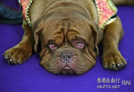   Pets 寵物護理 +紀念堂