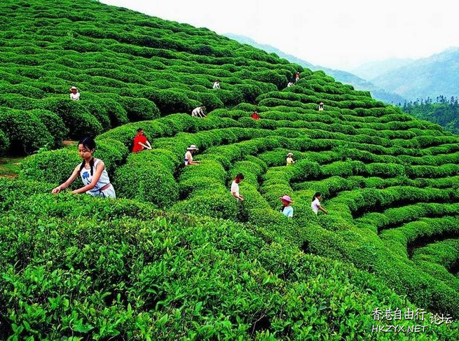 武夷山遊記  ChinaTravel 中國觀光景點