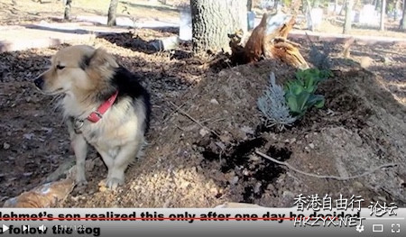 忠犬 每天赴墓前守護主人  Pets 寵物護理 +紀念堂