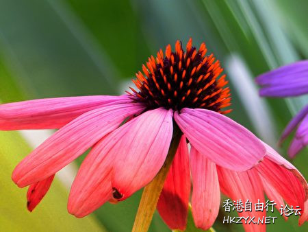   Flowers花卉