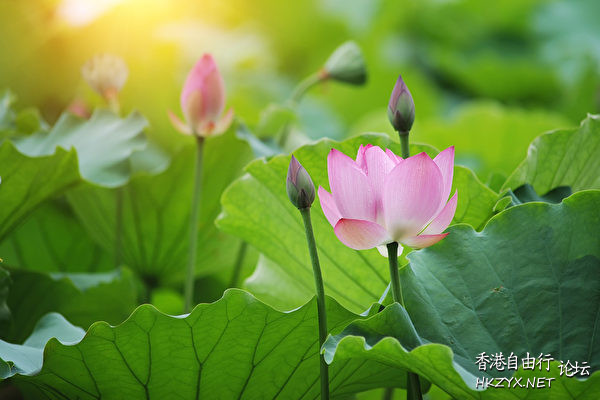   Flowers花卉