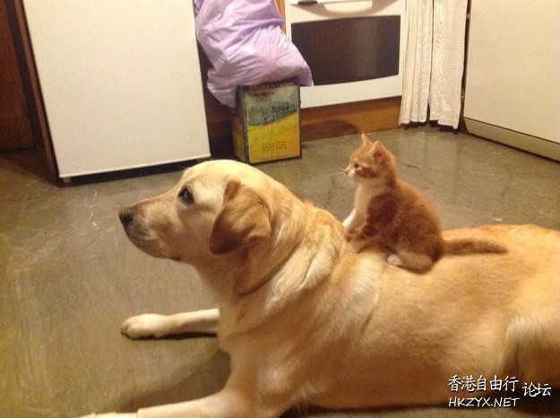 狗 : 要養我就不要拋棄我  Funny Baby