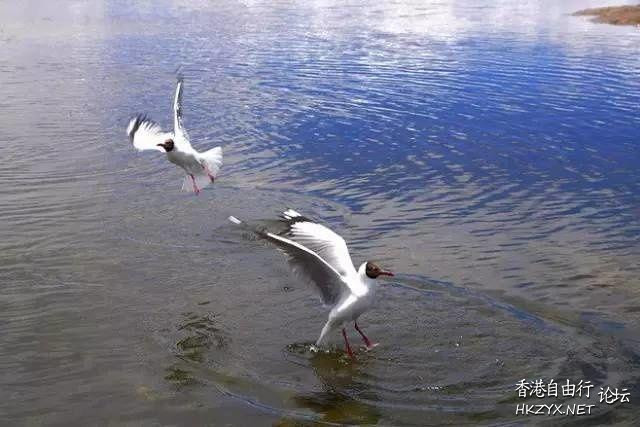 海鸥莫跑 啦！  Birds 飛烏