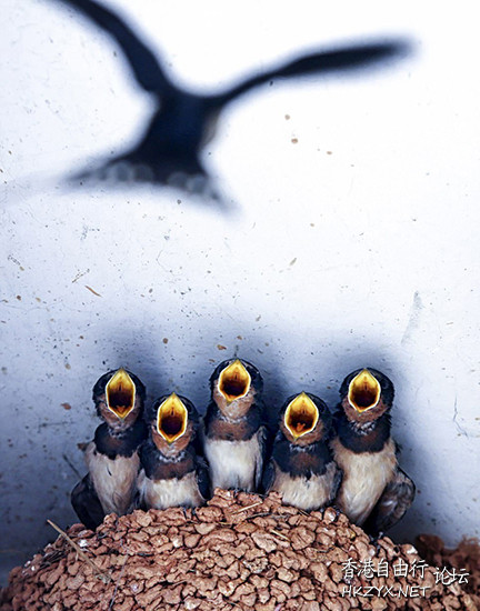   Birds 飛烏