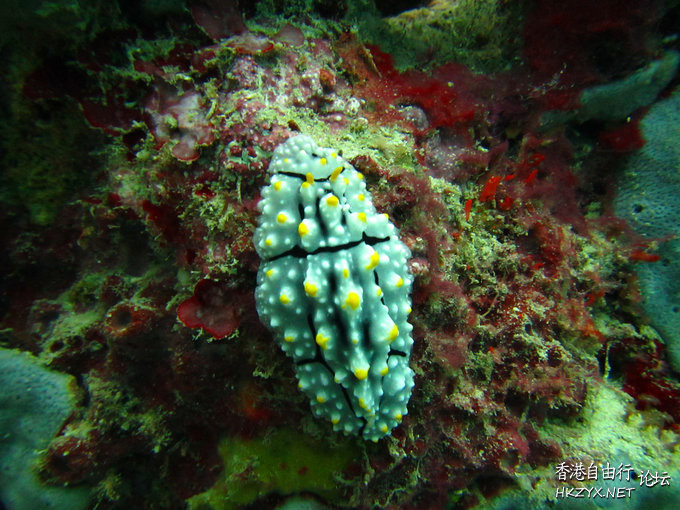   海洋生態