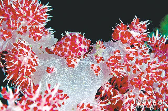   海洋生態